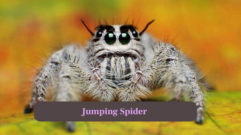 5. Jumping Spider: Small, often colourful spiders with large front eyes. They are known for leaping on prey instead of building webs. (Image: Canva)