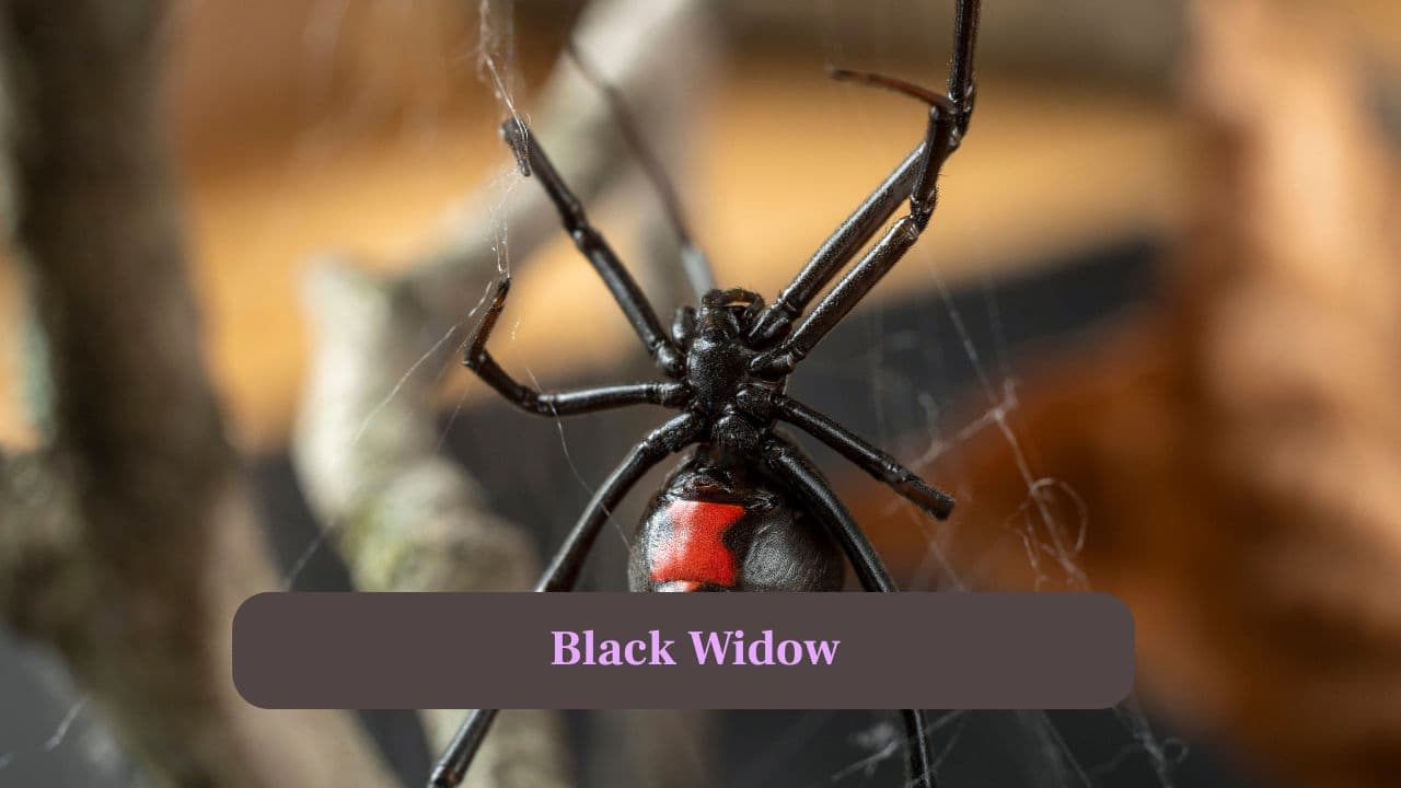 8. Black Widow: Shiny black with a red hourglass marking, these spiders are venomous but rarely aggressive, hiding in undisturbed corners. (Image: Canva)