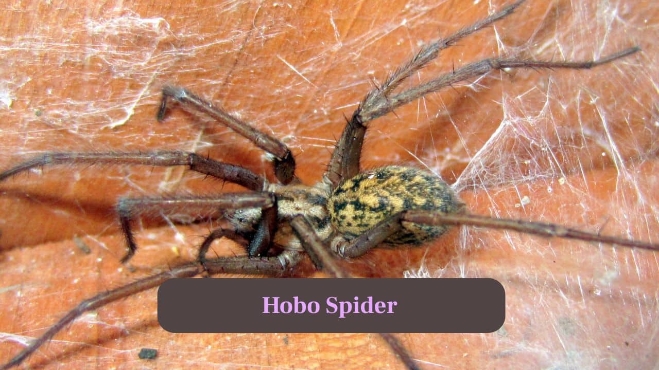 9. Hobo Spider: Brown, funnel-web spiders with distinctive chevron patterns. They are often found in basements or garages, not highly dangerous to humans. (Image: Canva)