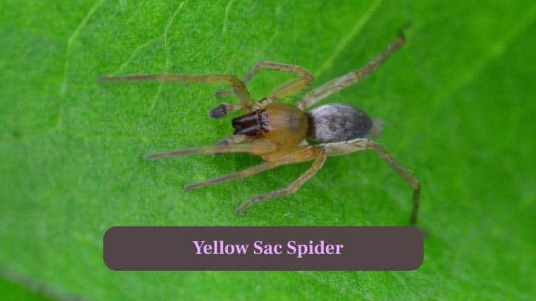 10. Yellow Sae Spider: Pale yellow or greenish, they build small silk sacs under furniture or corners and may bite if disturbed. (Image: Canva)