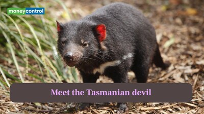 Meet the Tasmanian devil: The fierce marsupial with a bite that can crush bones