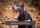 Meet the Tasmanian devil: The fierce marsupial with a bite that can crush bones
