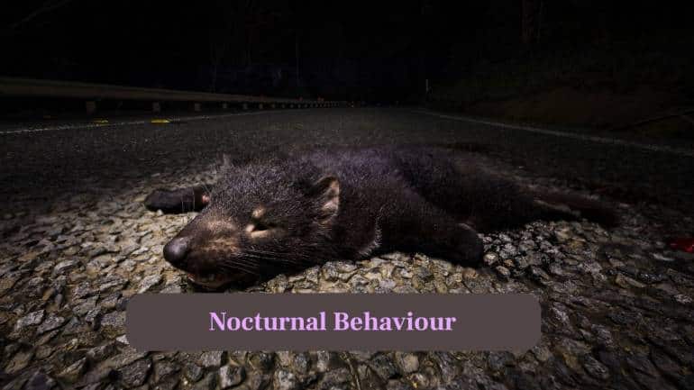 5. Nocturnal Behaviour: Tasmanian Devils are primarily nocturnal, hunting at night and resting in dens during the day. (Image: Canva)