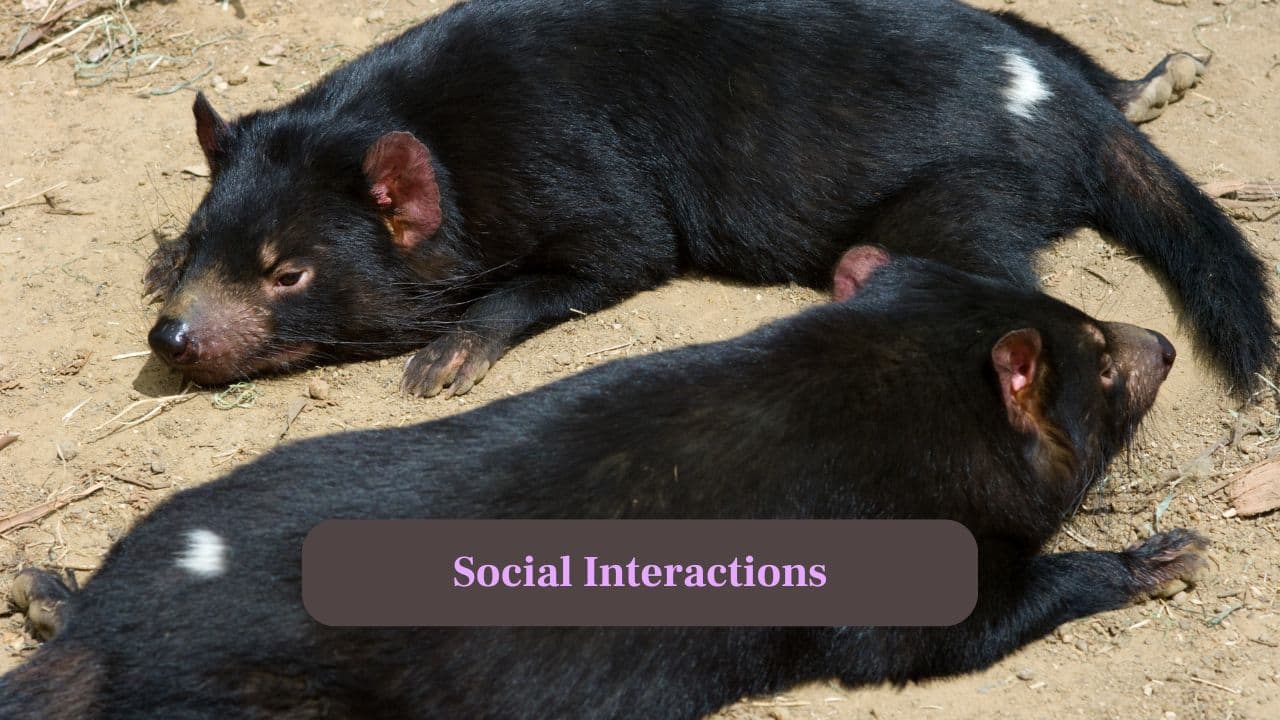 7. Social Interactions: Known for their loud screeches and aggressive feeding behavior, they often engage in vocal duels over carcasses. (Image: Canva)