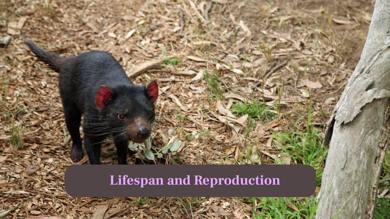 8. Lifespan: Females give birth to underdeveloped young, which continue developing in the mother's pouch for several weeks. (Image: Canva)