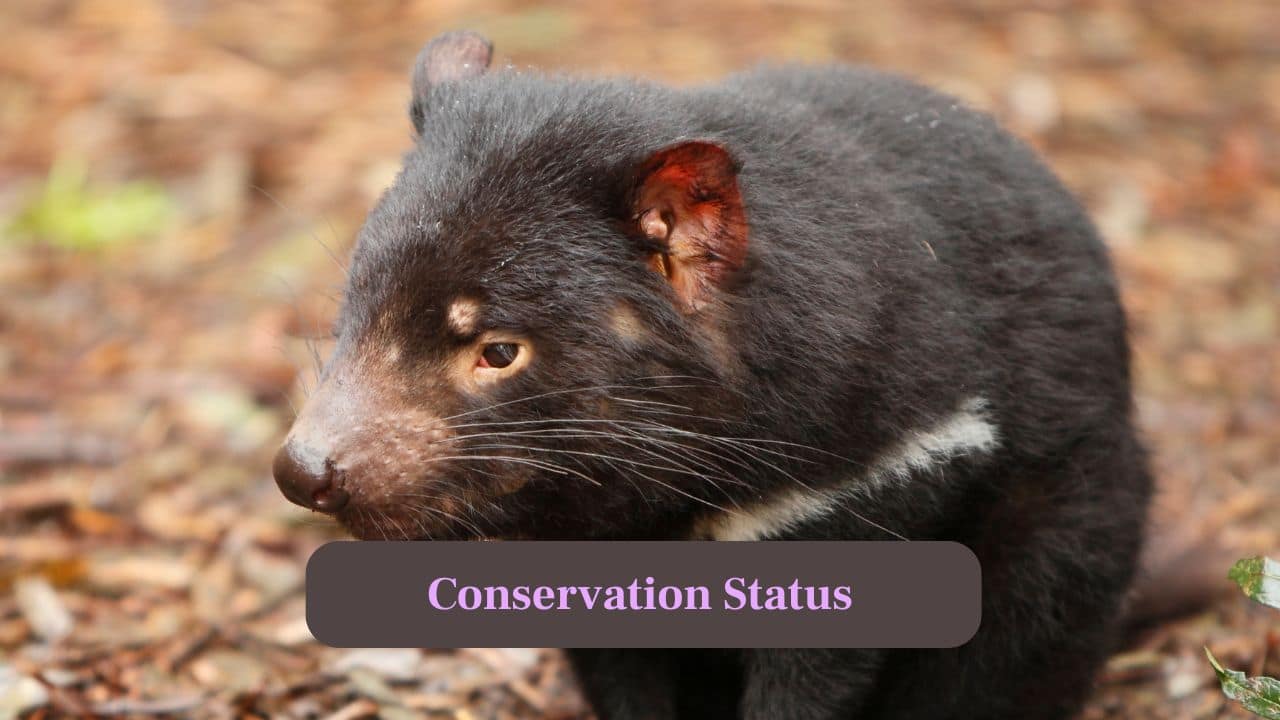 9. Conservation Status: Listed as endangered due to Devil Facial Tumor Disease (DFTD), conservation efforts are underway to protect and preserve the species. (Image: Canva)