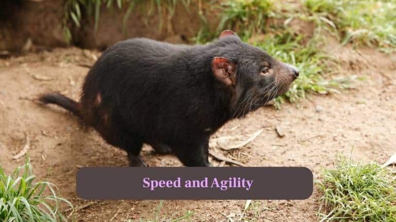 10. Speed and Agility: Despite their stocky build, they can run up to 13 km/h and navigate rough terrain efficiently. (Image: Canva)