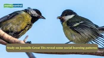 Study on Juvenile Great Tits reveal some social learning patterns (Image: Canva)