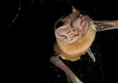 Scientists observe rare bird-hunting behaviour in Greater Noctule bats