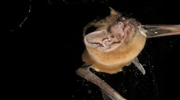 Noctule Bat with blood and feathers around its mouth. (Image: Jorge Sereno)