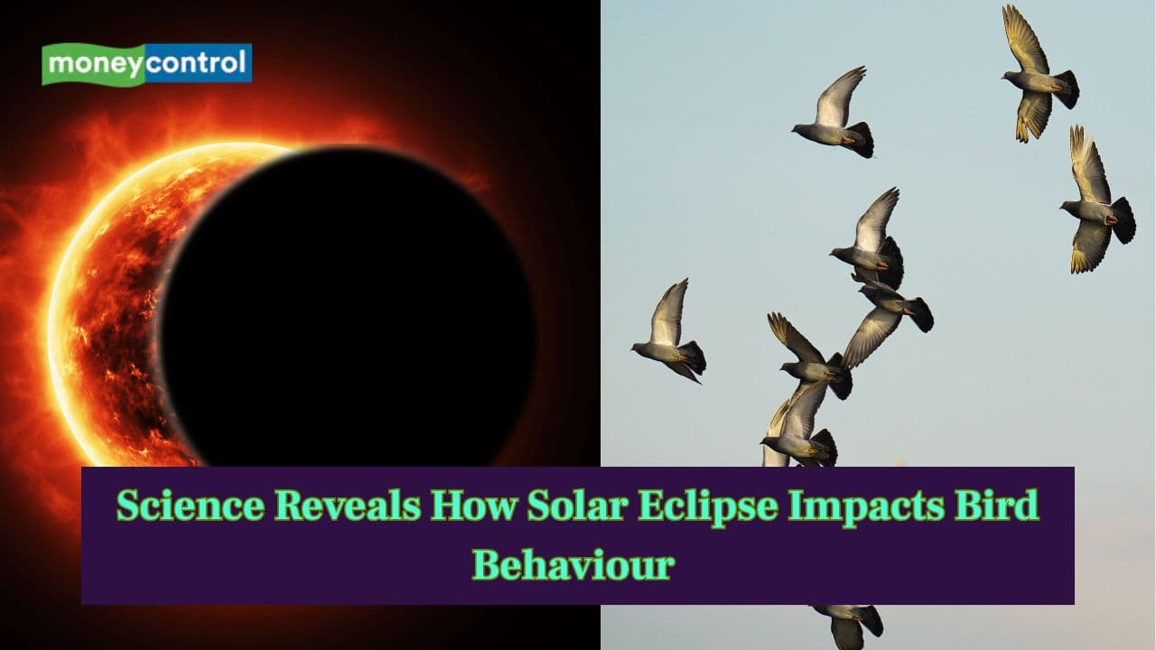 Science reveals how total solar eclipse impacts bird behaviour