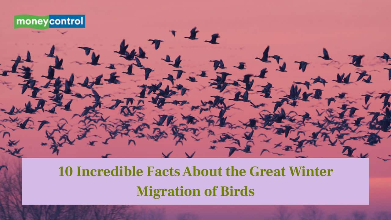 10 incredible facts about the great winter migration of birds