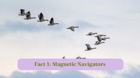 10 incredible facts about the great winter migration of birds
