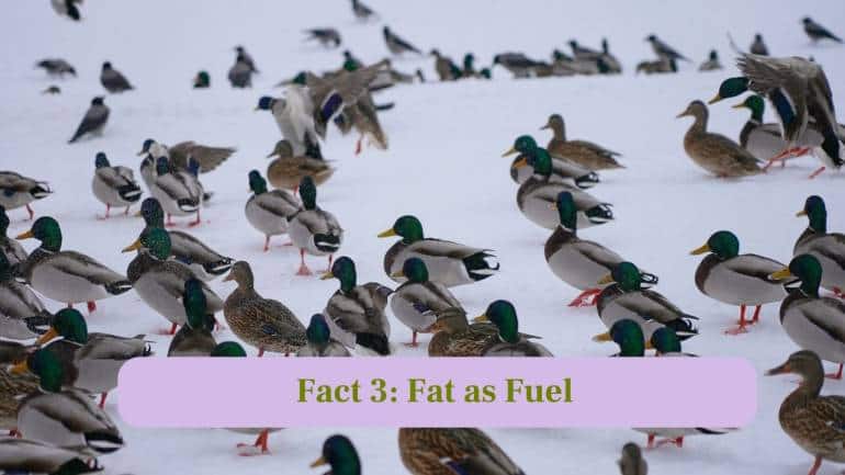 3. Fat as Fuel: Birds adjust their body fat levels to store energy for long flights, acting as natural fuel reserves. (Image: Canva)