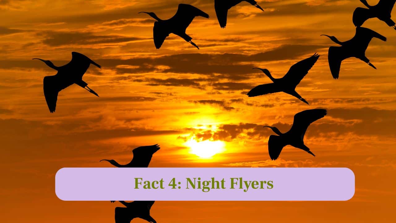 4. Night Flyers: Migrating birds often fly at night, avoiding predators and taking advantage of cooler temperatures for energy efficiency. (Image: Canva)