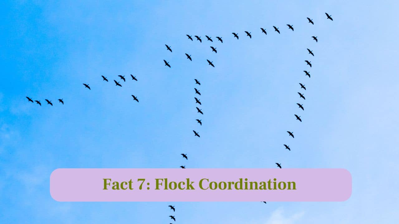 7. Flock Coordination: Flocks communicate constantly in flight, coordinating movements, reducing fatigue and protecting each other from potential predators. (Image: Canva)