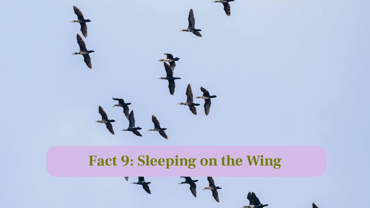 9. Sleeping on the Wing: Certain birds can sleep while flying, allowing them to rest during non-stop long-distance journeys. (Image: Canva)