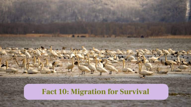 10. Migration for Survival: Migration is essential for survival, as birds move to regions with abundant food and milder winter conditions. (Image: Canva)