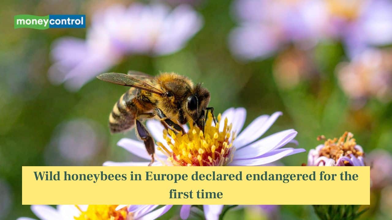 Wild honeybees in Europe declared endangered for the first time