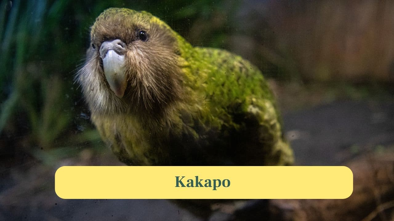 4. Kakapo: Flightless and nocturnal, this parrot is native to New Zealand. Conservation efforts have brought its population to around 250. (Image: Canva)