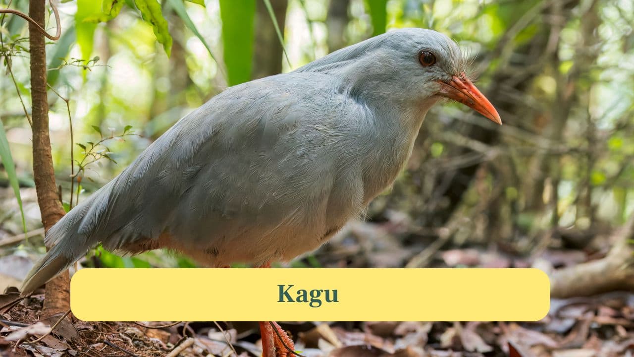 5. Kagu: A rare, flightless bird endemic to New Caledonia, known for its slate-grey plumage, bright red legs and eerie whistling calls. (Image: Canva)