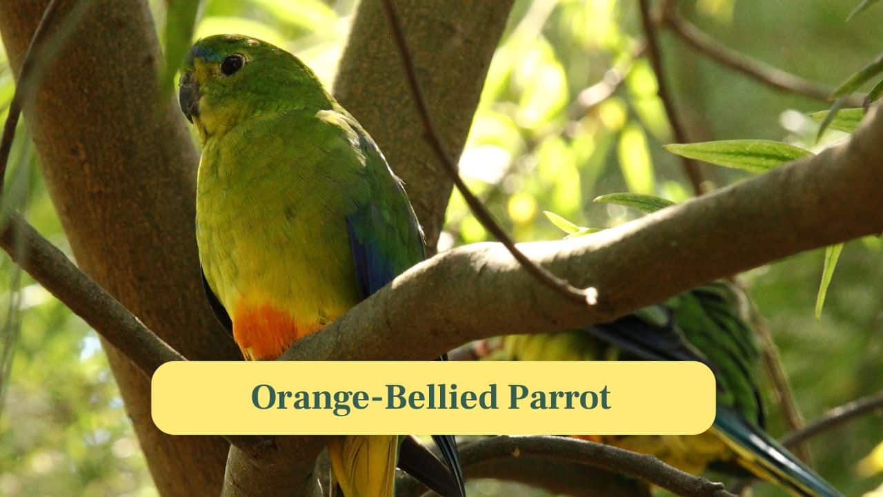 6. Orange-Bellied Parrot: Found in southern Australia, this parrot has a population of fewer than 50 individuals, making it critically endangered. (Image: Canva)