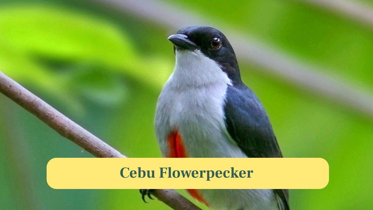 7. Cebu Flowerpecker: Discovered in 1992 after being thought extinct, this tiny bird is found only in the Central Cebu Protected Landscape. (Image: Image)
