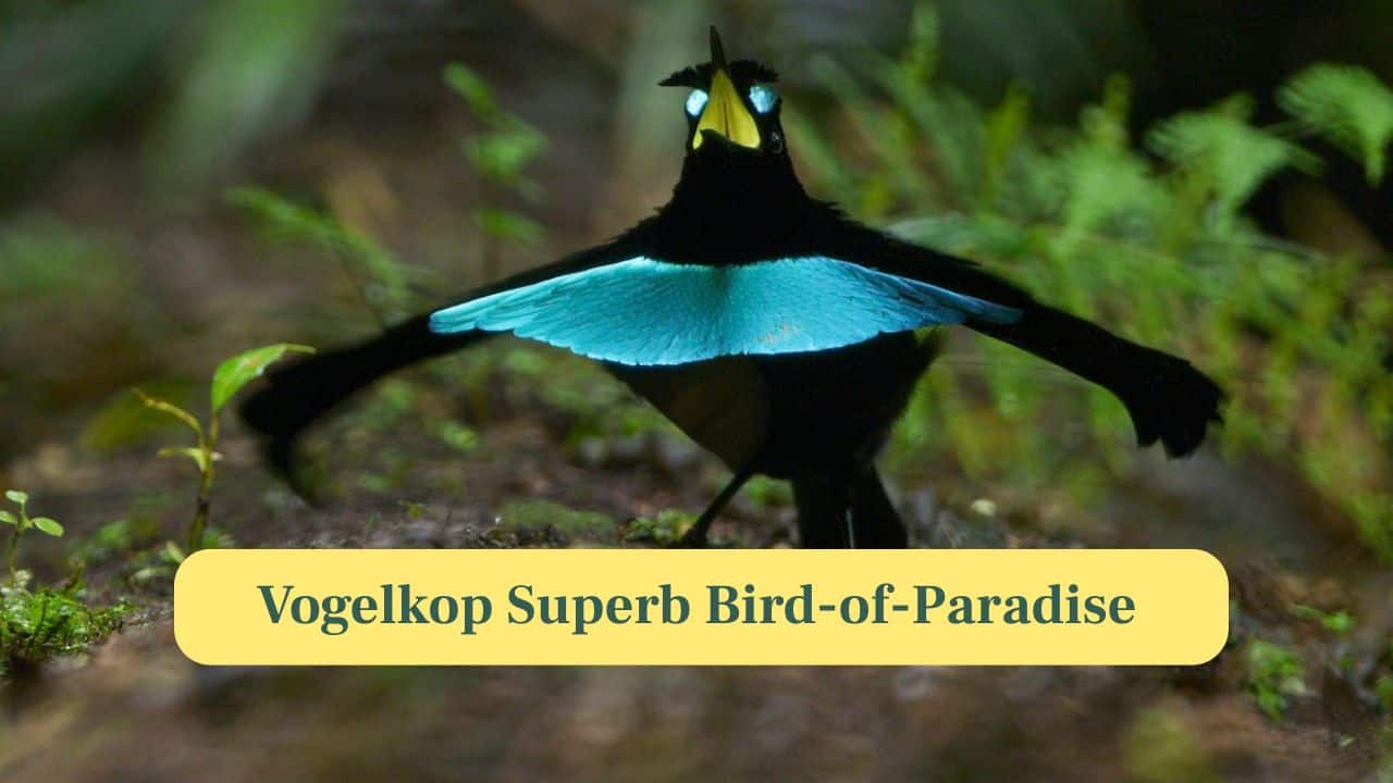 9. Vogelkop Superb Bird-of-Paradise: Native to Vogelkop Peninsula in New Guinea, this bird is known for its striking plumage and elaborate mating display. (Image: Canva)