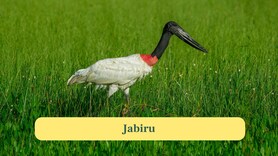 10 rare birds that truly stand out in nature