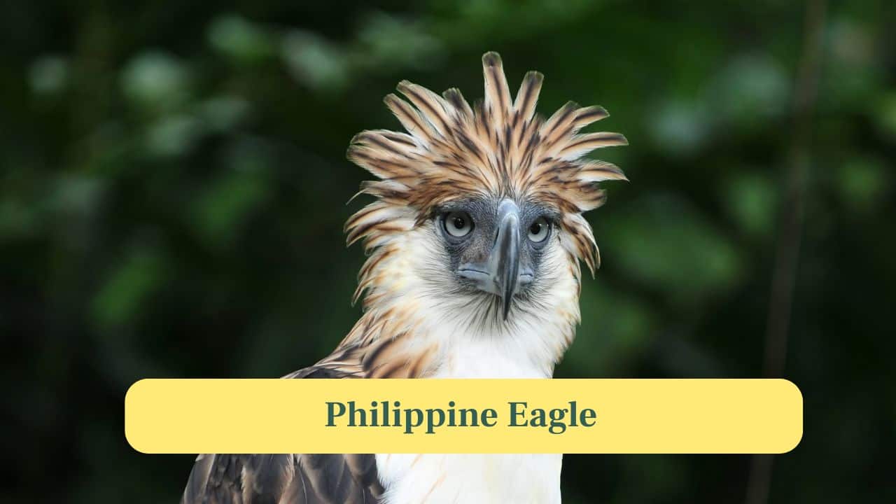 3. Philippine Eagle: A majestic eagle with a distinctive brown and white crest. Fewer than 500 individuals remain, making it critically endangered. (Image: Canva)