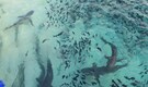 Study on Ascension Island reveals human impact on shark populations Study on Ascension Island reveals human impact on shark populations