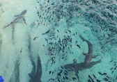 Study on Ascension Island reveals human impact on shark populations