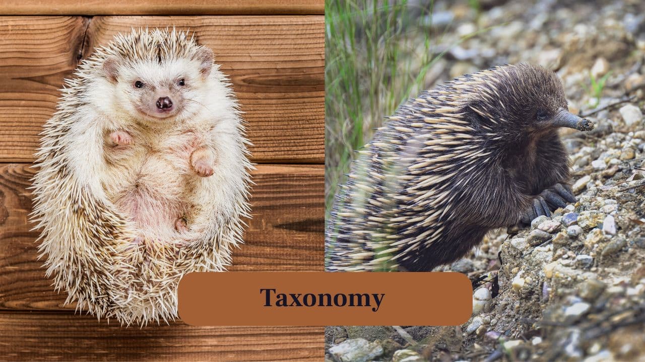 1. Taxonomy: Echidnas and hedgehogs are often confused due to their spiny exteriors, but they differ significantly in biology and habitat. (Image: Canva) 1. Taxonomy: Echidnas and hedgehogs are often confused due to their spiny exteriors, but they differ significantly in biology and habitat. (Image: Canva)