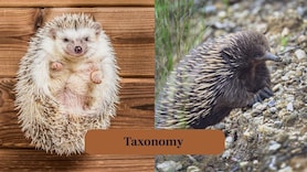 Hedgehog vs Echidna: How Are They Different?