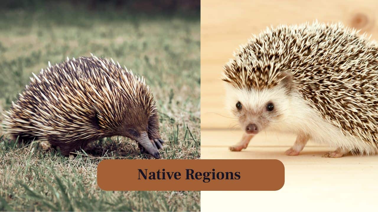 2, Native Regions: Echidnas are native to Australia and New Guinea, whereas hedgehogs are found across Europe, Asia, Africa, and New Zealand. (Image: Canva) 2, Native Regions: Echidnas are native to Australia and New Guinea, whereas hedgehogs are found across Europe, Asia, Africa, and New Zealand. (Image: Canva)