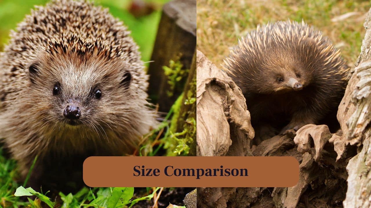 3. Size Comparisons: Echidnas are larger, weighing 9–15 pounds and measuring 14–20 inches, compared to hedgehogs' 2–5 pounds and 4–12 inches. (Image: Canva) 3. Size Comparisons: Echidnas are larger, weighing 9–15 pounds and measuring 14–20 inches, compared to hedgehogs' 2–5 pounds and 4–12 inches. (Image: Canva)