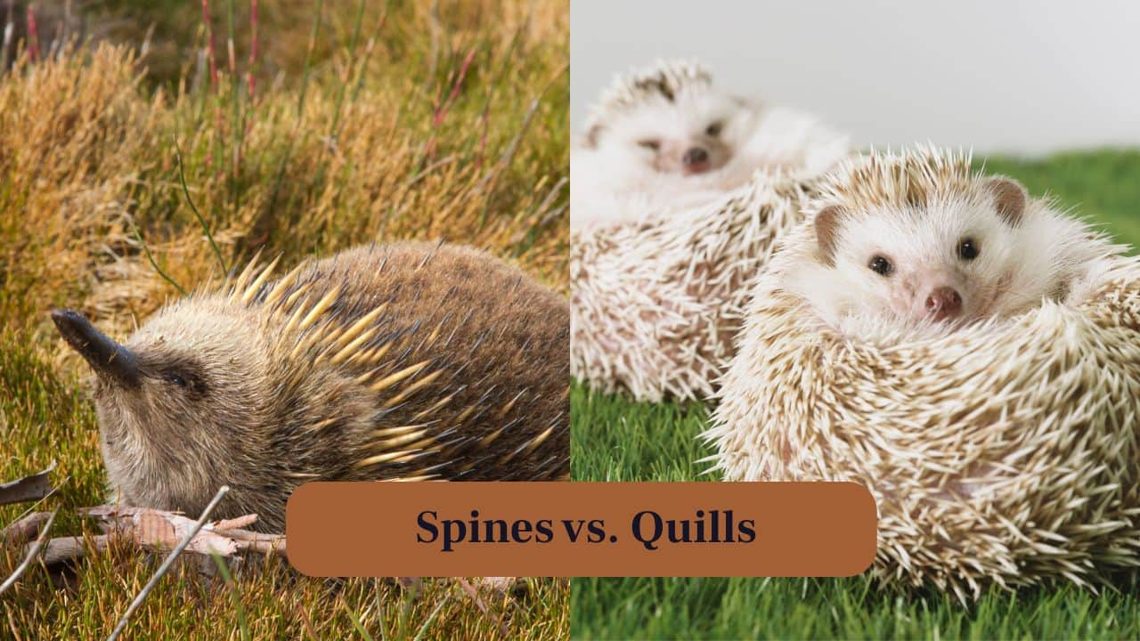 4. Spines vs. Quills: Echidnas have long, stiff spines made of keratin, while hedgehogs possess shorter, hollow spines that are also keratin-based. (Image: Canva) 4. Spines vs. Quills: Echidnas have long, stiff spines made of keratin, while hedgehogs possess shorter, hollow spines that are also keratin-based. (Image: Canva)