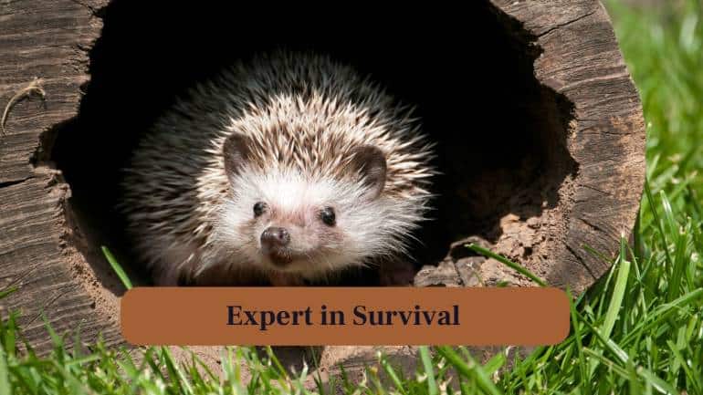 6. Expert in Survival: Hedgehogs excel at defensive strategies, foraging and surviving seasonal changes. (Image: Canva) 6. Expert in Survival: Hedgehogs excel at defensive strategies, foraging and surviving seasonal changes. (Image: Canva)