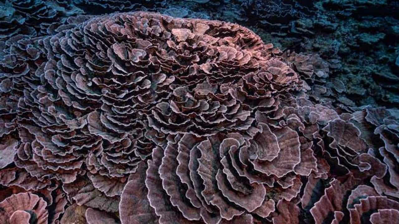 Coral reefs cross a tipping point—why scientists say this changes everything Coral reefs cross a tipping point—why scientists say this changes everything
