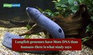 Lungfish genomes have More DNA than humans-Here is what study says Lungfish genomes have More DNA than humans-Here is what study says