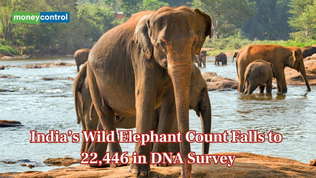 India’s wild elephant population falls 25% in eight years, says DNA study