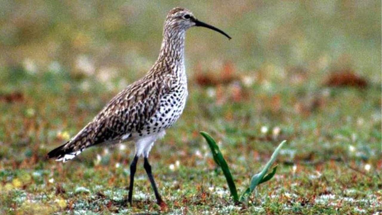 Slender-billed curlew declared extinct, IUCN confirms loss of iconic migratory bird