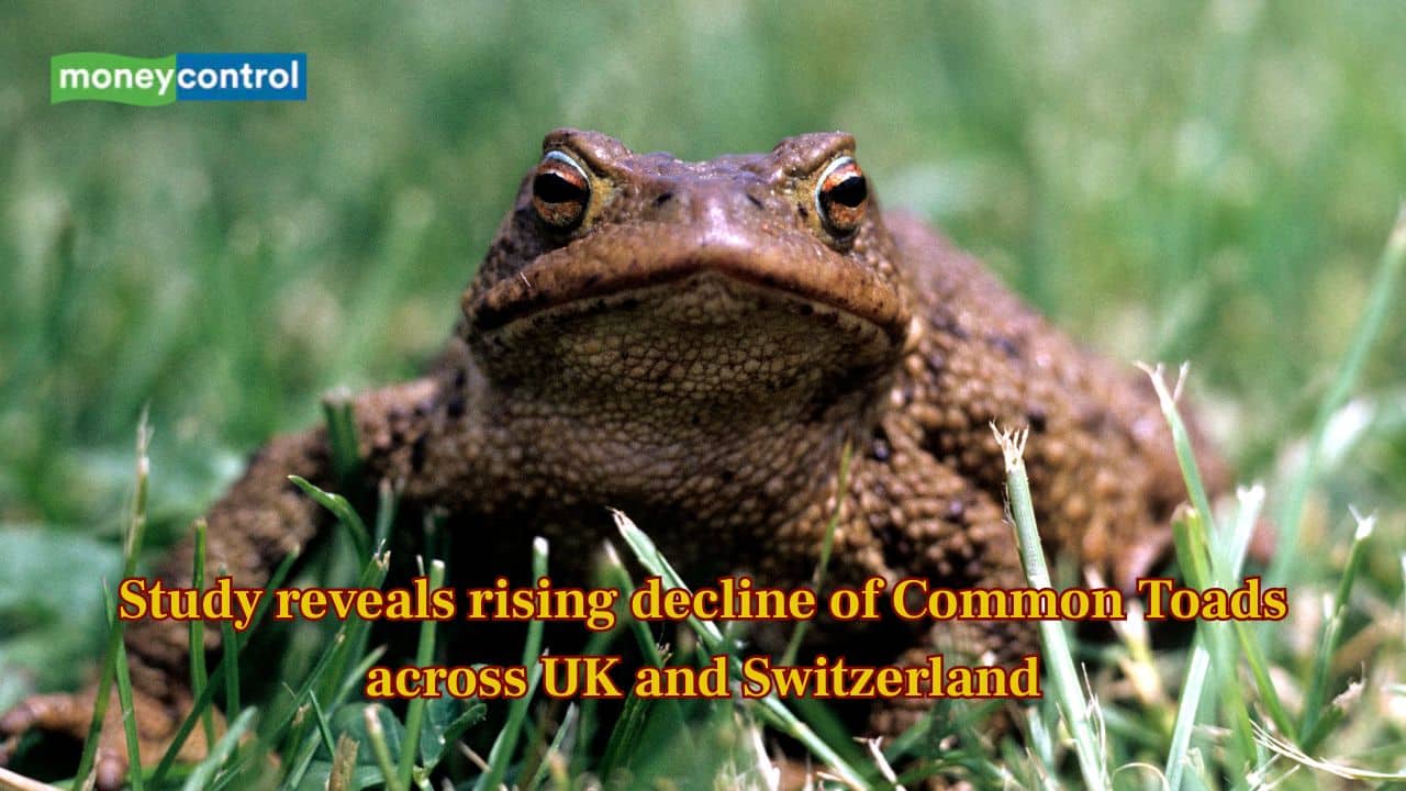 Study reveals rising decline of Common Toads across UK and Switzerland