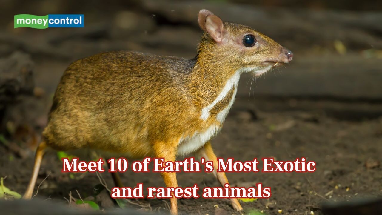 Pint-sized deer to bioluminescent frogs: Meet 10 of Earth's most exotic ...