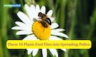 These 10 Plants Fool Flies into Spreading Pollen