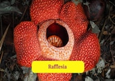 These 10 Plants Fool Flies into Spreading Pollen