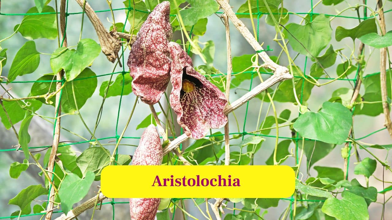 2. Aristolochia: These tubular flowers trap flies temporarily, forcing them to touch pollen before they escape for their freedom. (Image: Canva)