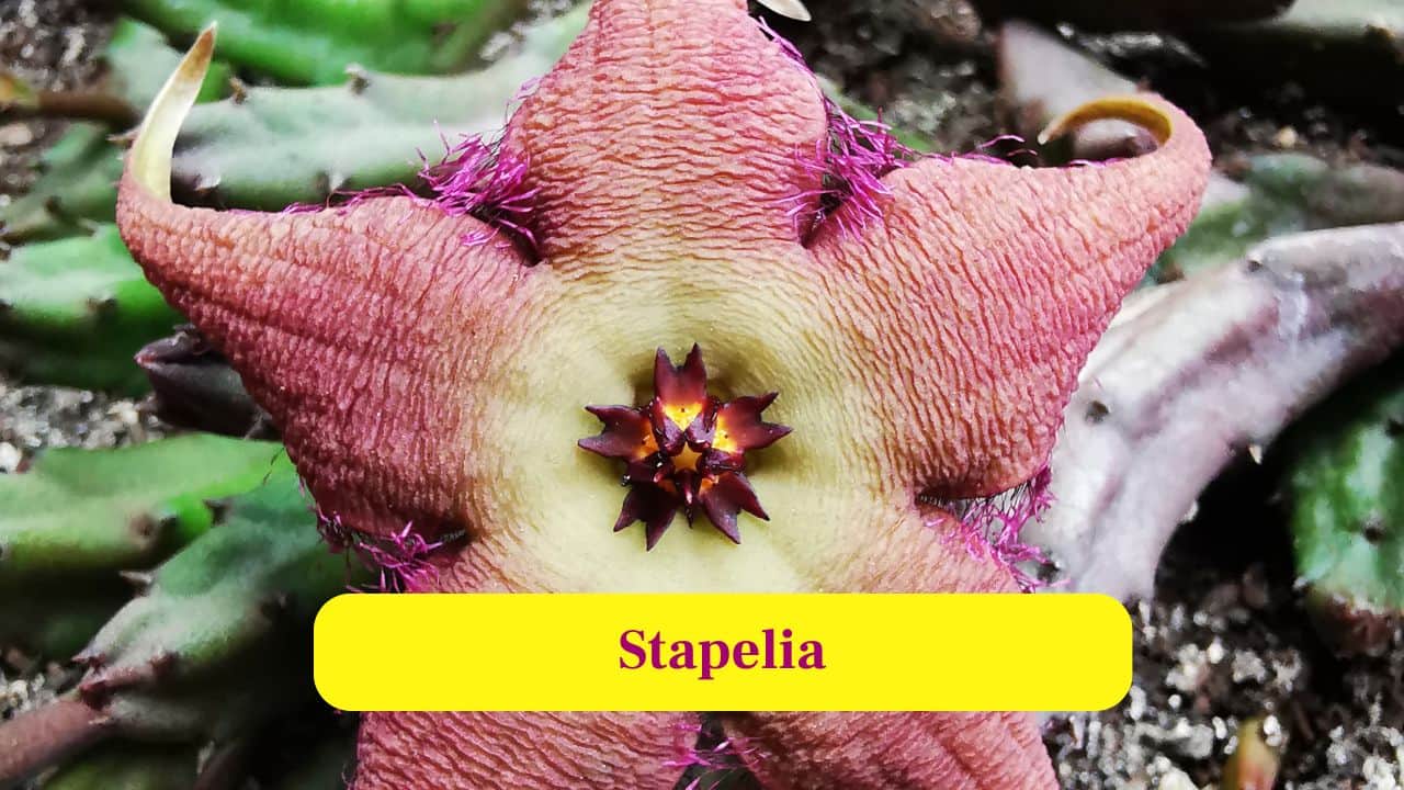 3. Stapelia: Stapelia flowers look and smell like decaying flesh, attracting carrion flies that act as unknowing pollinators. (Image: Canva)