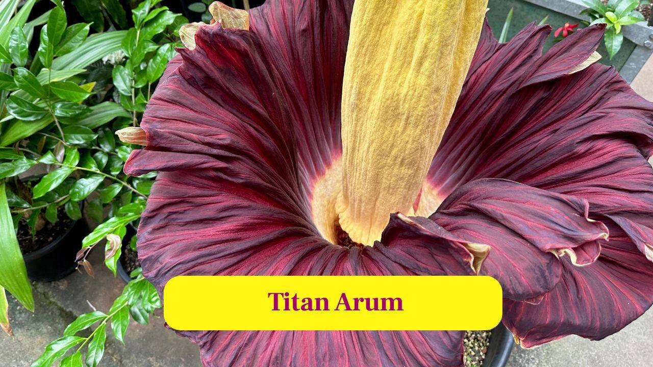 4. Titan Arum: This enormous flower produces a foul odour mimicking carrion, tricking flies into spreading its pollen efficiently. (Image: Canva)