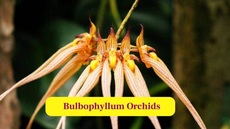 4. Bulbophyllum Orchids: Some Bulbophyllum species produce a rotten smell and move enticingly, deceiving flies to transport pollen. (Image: Canva)
